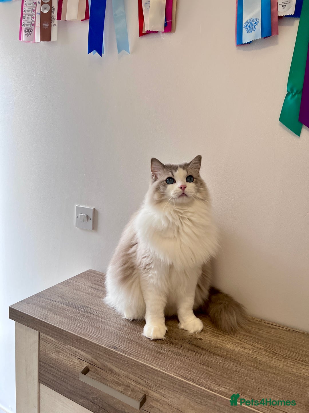 Ragdoll cats for sale: retaired King looking for a new home - Image 2