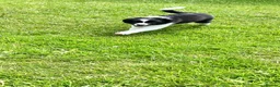 Border Collie dogs for sale: KC Reg Beautiful Border Collie Boy Ready Now - Advert 4