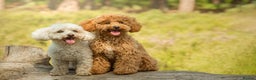 Mixed Breed dogs for sale: Bella - Poochon sisters for sale together  - Advert 5