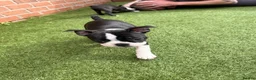 Boston Terrier dogs for sale: KC Registered Boston Terriers ready now in Chesterfield - Advert 4