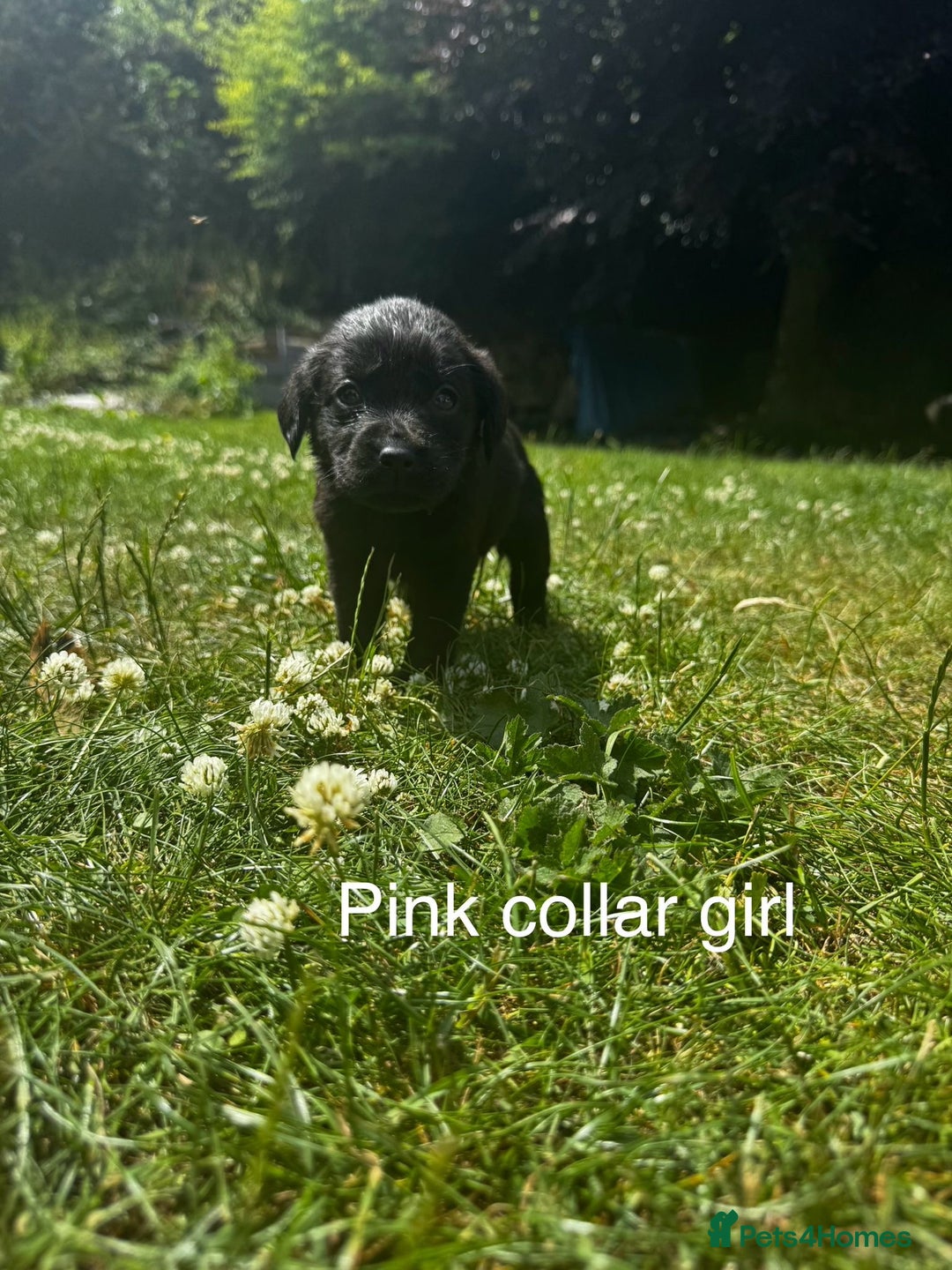 Labrador Retriever dogs for stud: Proven Gorgeous Black Lab in Mansfield - Advert 6