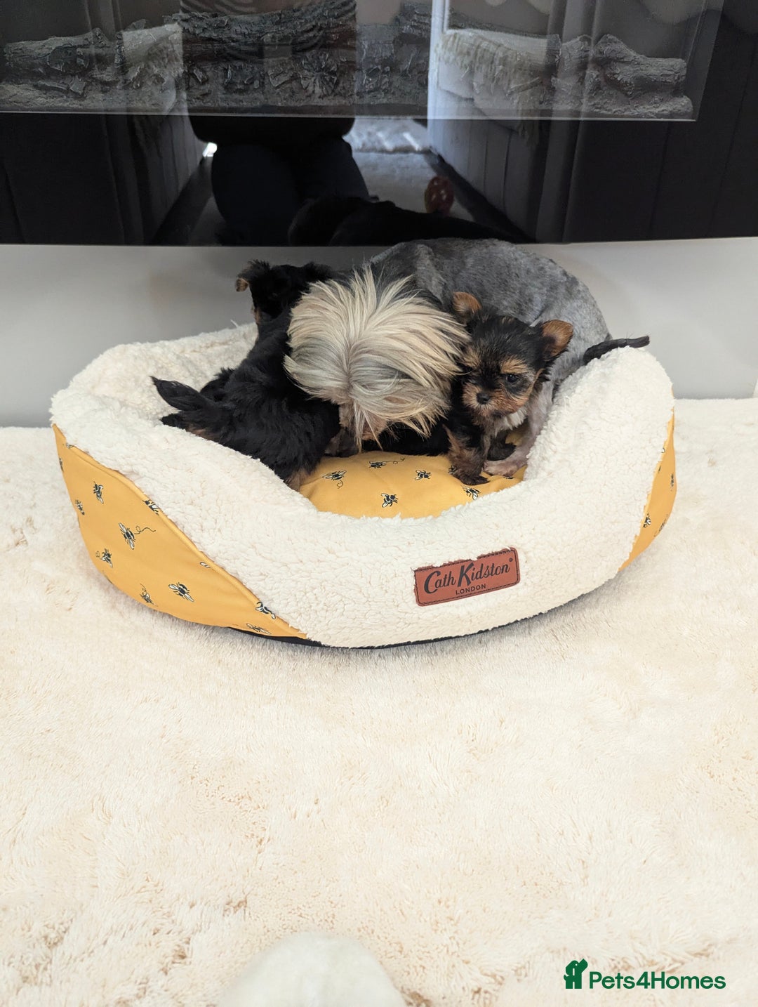 Yorkshire Terrier dogs for sale: Wonderful Yorkshire terrier puppies  - Image 29