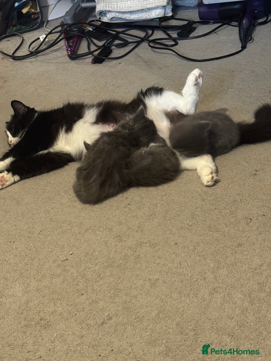 Mixed Breed cats for sale: British blue short hair cross kittens - Advert 4