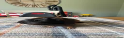 Guinea Pig rodents for sale: Black and Tan Guinea pigs for sale - Advert 3