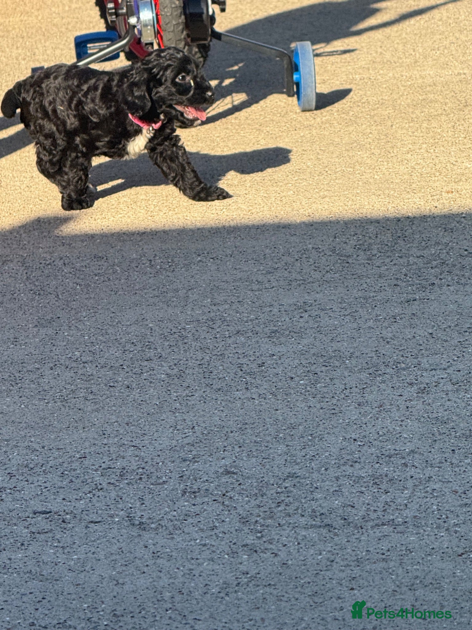 Cockapoo dogs Cockapoo puppies for sale  - Advert 2