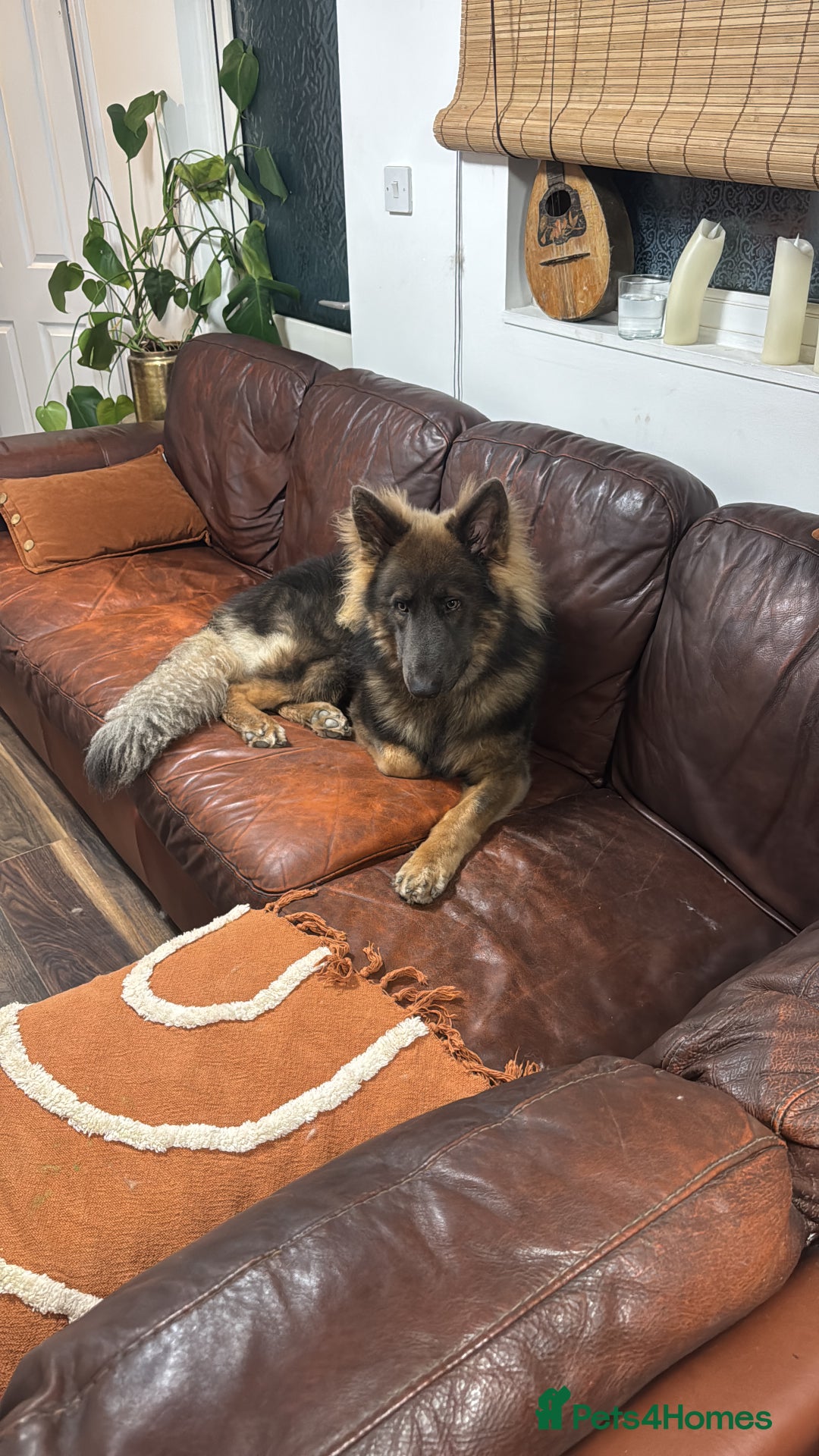 German Shepherd dogs for sale: German Shepherd 1 year old male - Image 2