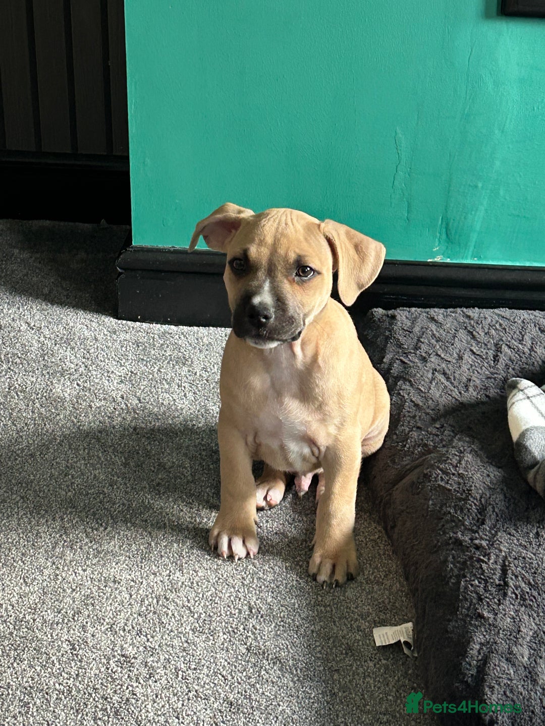 Staffordshire Bull Terrier dogs for sale: Staffy  - Image 4