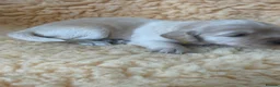 Cockerdor dogs for sale: Beautiful litter of cockerdors 🩷🩵 - Advert 8