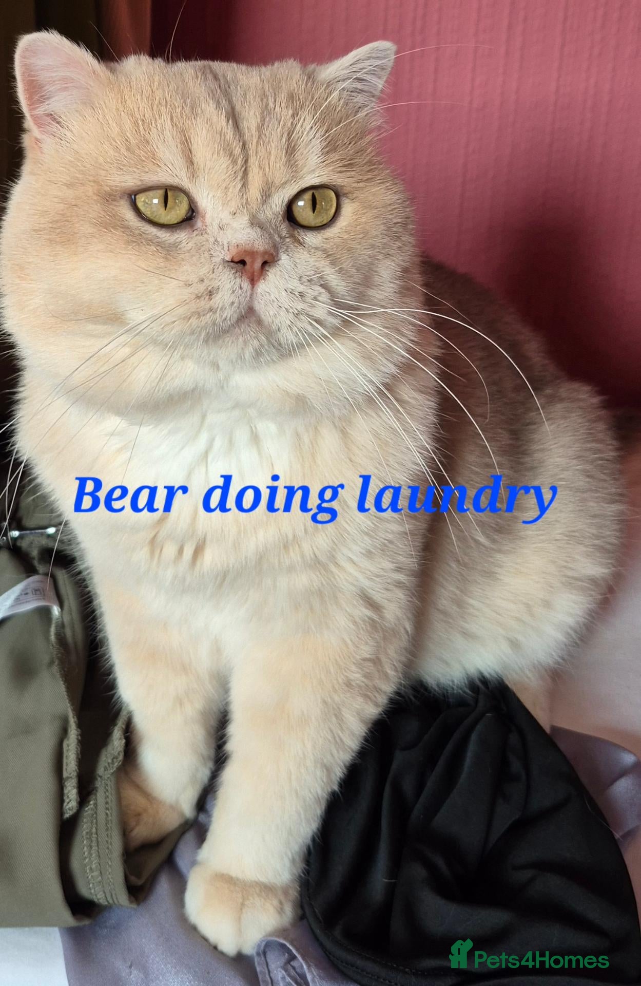 British Longhair cats for sale:  Tica registered BLH/BSH golden shaded  kittens  - Advert 2
