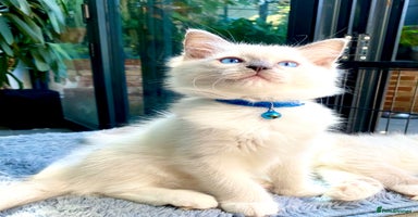 Ragdoll cats - Advert 3