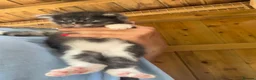 Maine Coon cats for sale: Maine Coon Kitten  - Advert 2