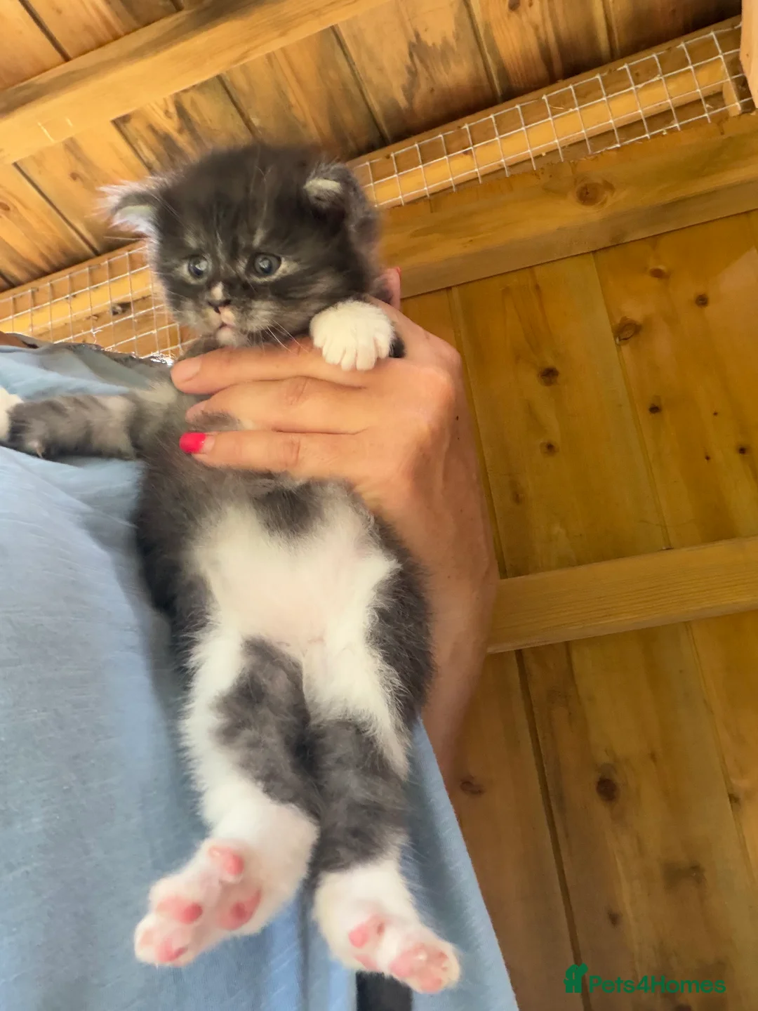Maine Coon cats for sale: Maine Coon Kitten  - Advert 2