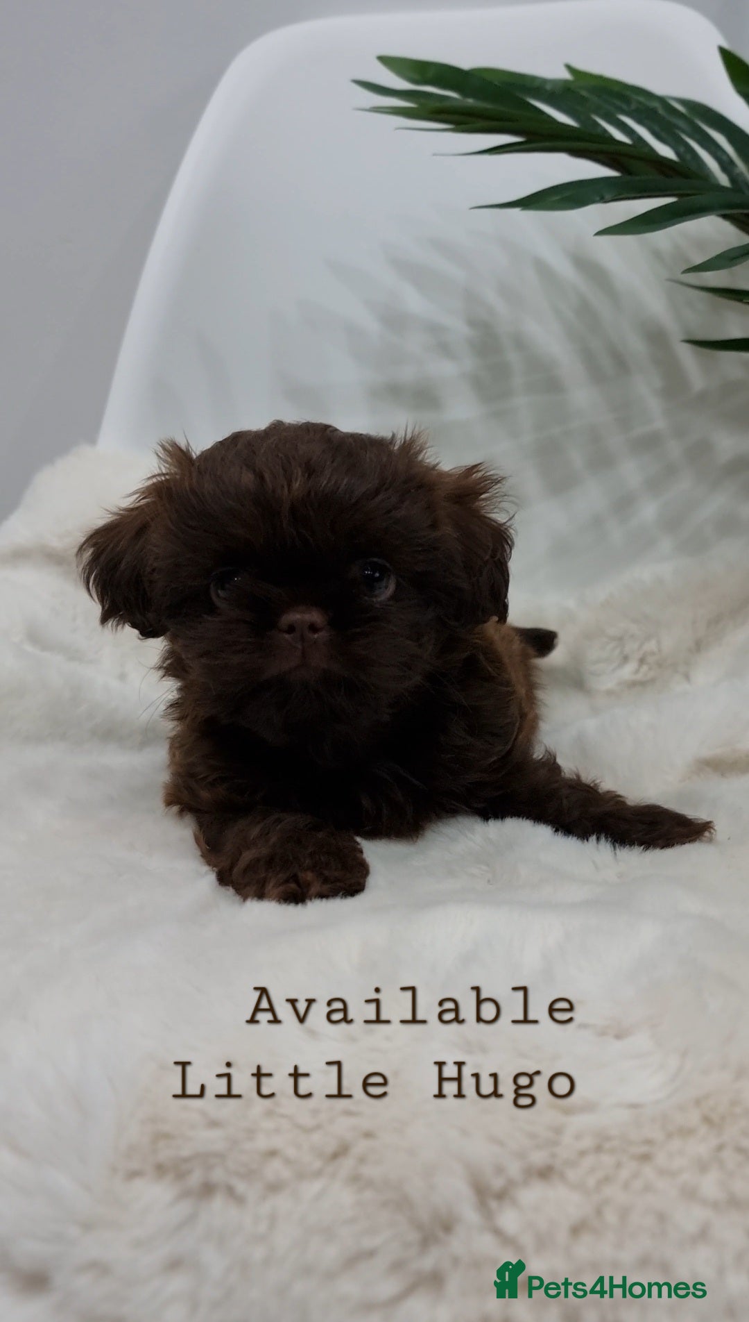 Shih Tzu dogs Last gorgeous tiny chocolate boy available - Advert 1
