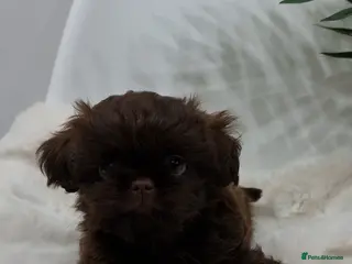 Shih Tzu dogs Last gorgeous tiny chocolate boy available - Advert 5
