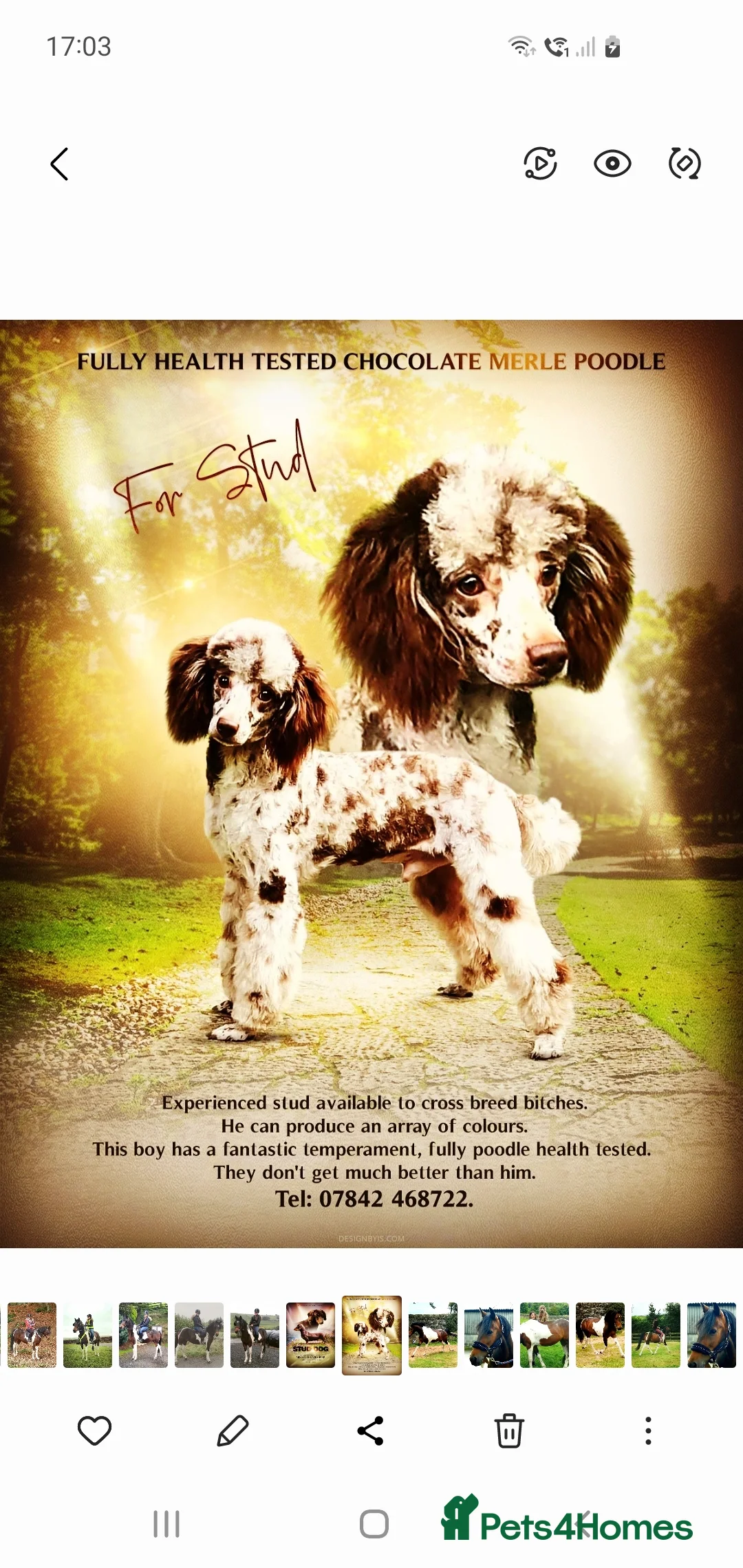 Mixed Breed dogs for sale: STUNNING RARE COLOURS F1B GOLDENDOODLE LITTER - Advert 11