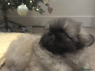 Pekingese dogs KC registered last Pekingese’s puppy - reduced - Advert 3