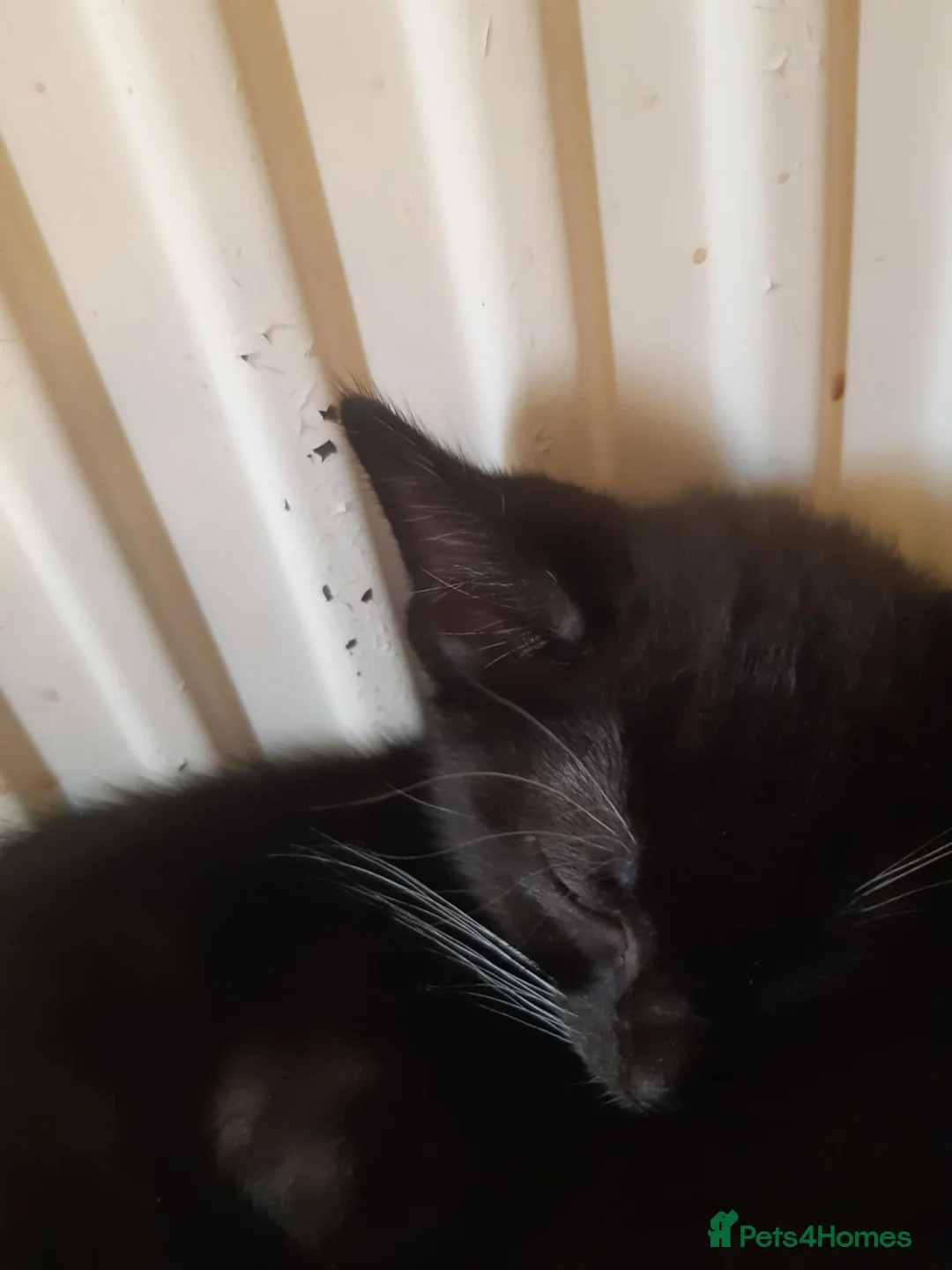 Mixed Breed cats for sale: Maine coon cross kittens - Advert 5