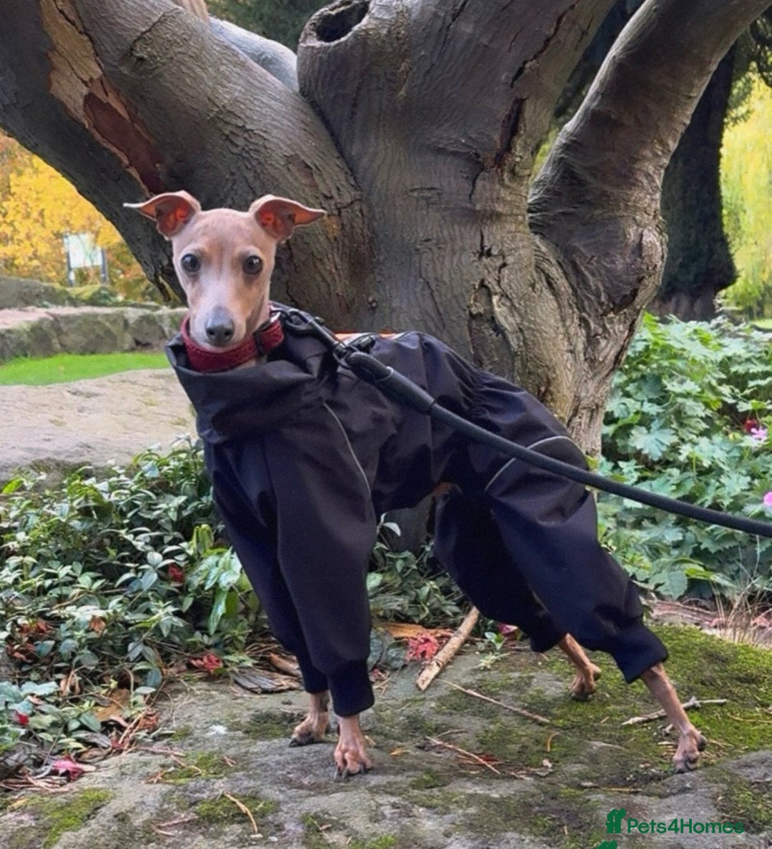 Italian Greyhound dogs for stud: MR MILO AT STUD ( HEALTH TESTED ) in Batley - Advert 6