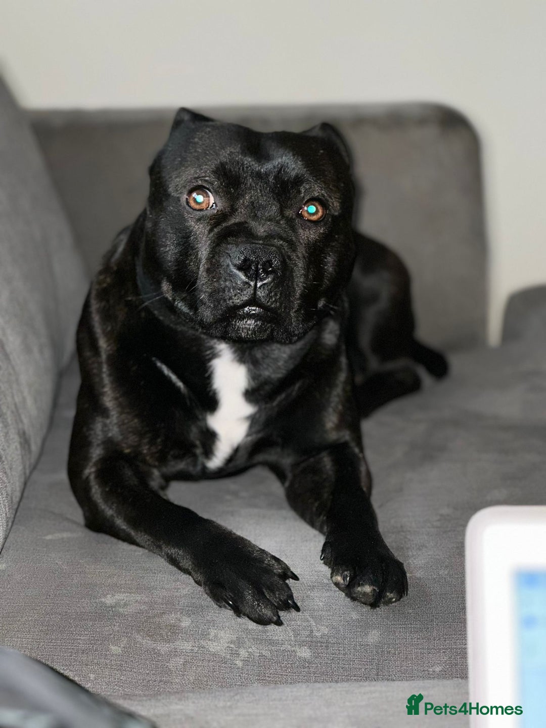 Staffordshire Bull Terrier dogs for stud: Bruno - Advert 3