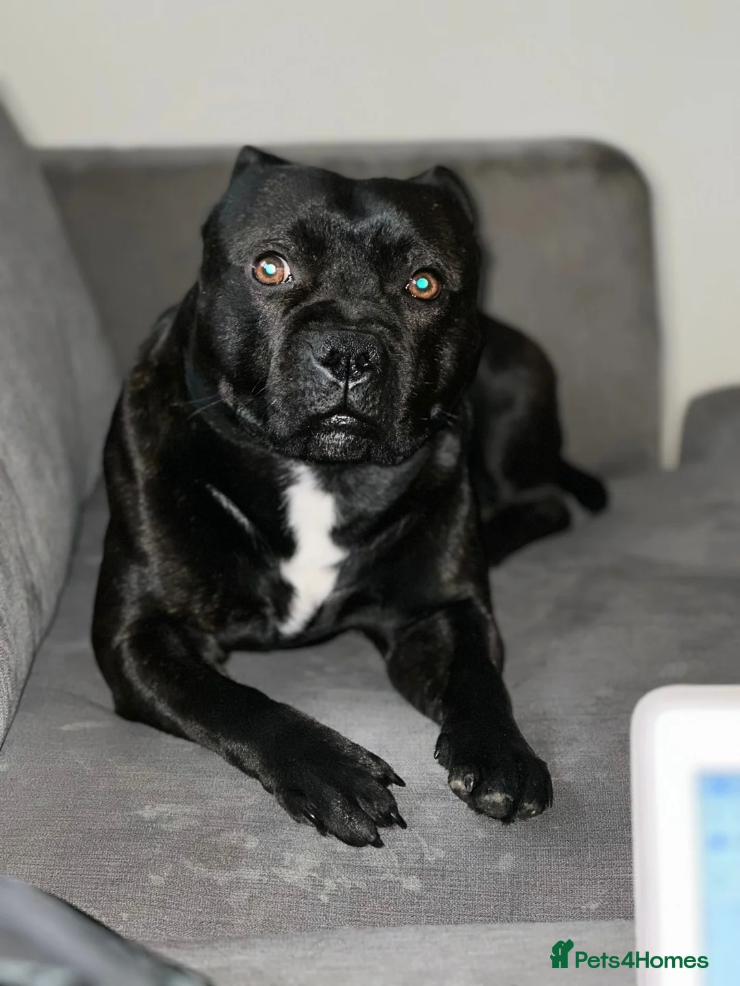 Staffordshire Bull Terrier dogs for stud: Bruno - Advert 3