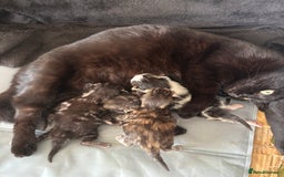 Mixed Breed cats for sale: Adorable Kittens Available  - Image 10
