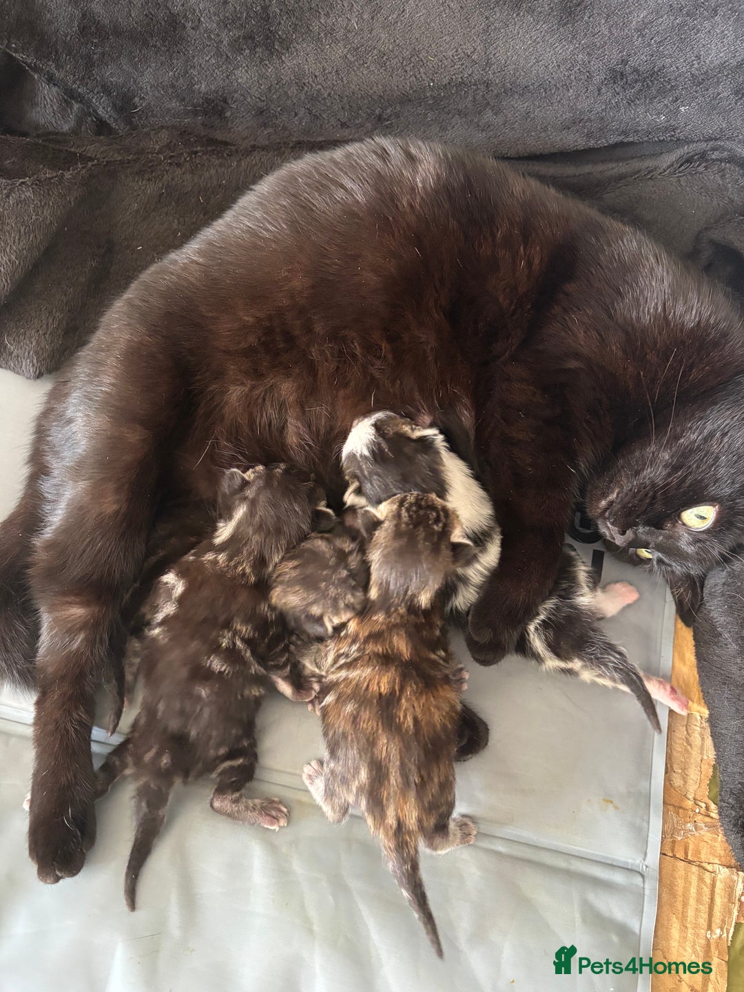 Mixed Breed cats for sale: Adorable Kittens Available  - Image 10
