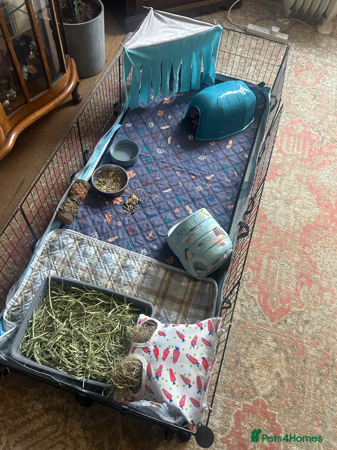 Guinea Pig rodents for sale: Skinny Pig Brothers & Set-Up in Leicester - Advert 7