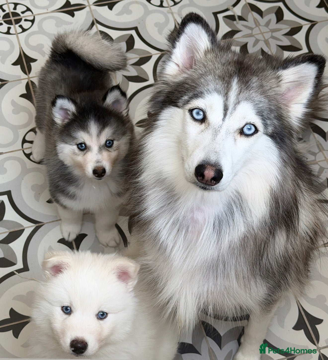 Pomsky dogs Blue Eyed Pomskies in London - only 2 left  - Advert 1