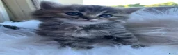 Perdoll cats for sale: 💕Beautiful BlueEyed Perdoll Kittens Ready Now 💕 - Advert 4