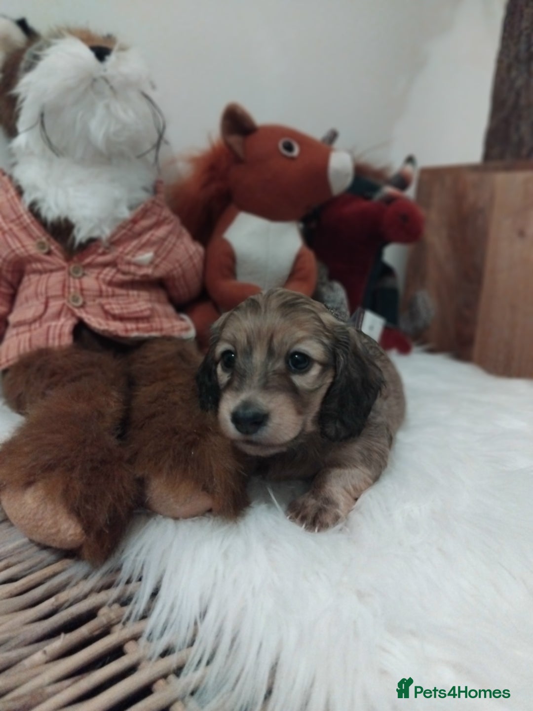 Miniature Dachshund dogs for sale: Miniture long haired dachshund puppies for sale  - Advert 9