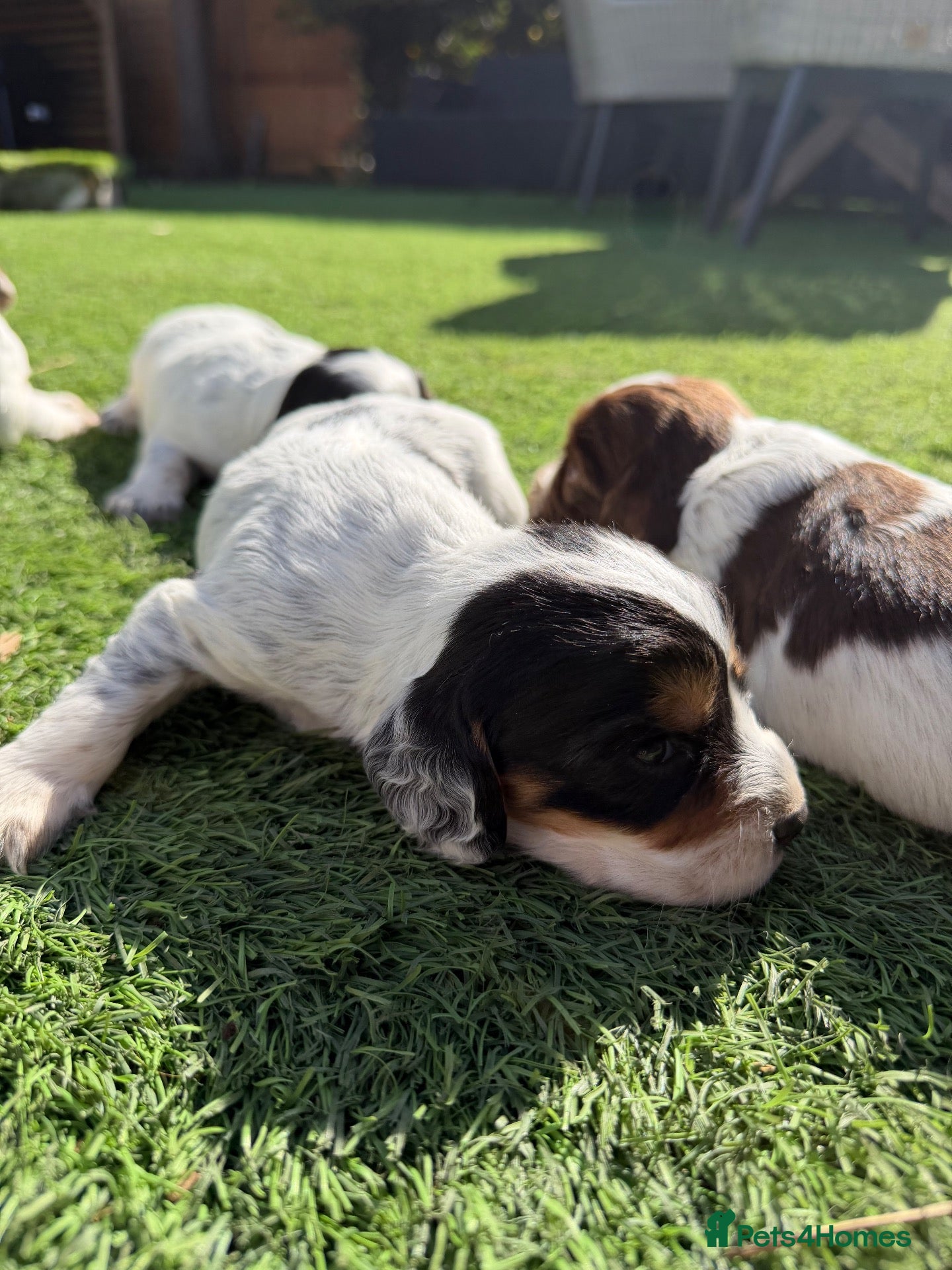 Cocker Spaniel dogs Working cocker spaniel puppies  - Advert 3
