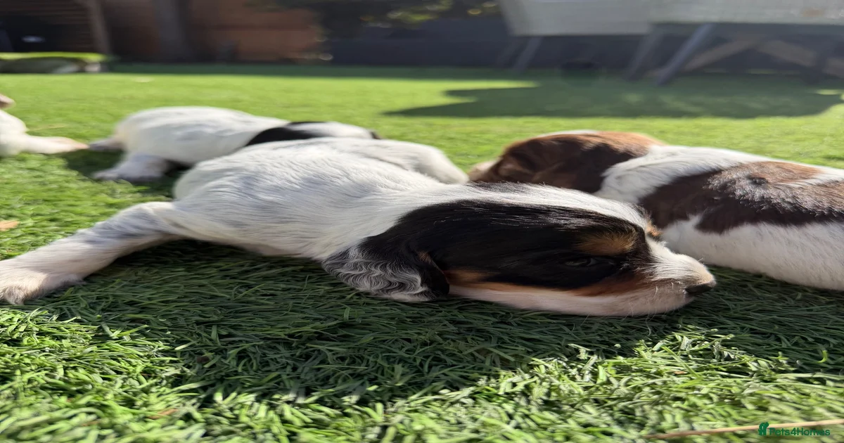 Cocker spaniels Puppies for sale | Pets4Homes
