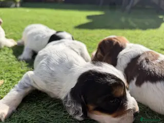 Cocker Spaniel dogs Working cocker spaniel puppies - Advert 1