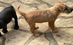 Mixed Breed dogs for sale: Working Lakeland x Patterdale  - Image 19