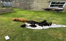 Labrador Retriever dogs for sale: KC Registered Black Labrador Pups 🐾 - Image 19