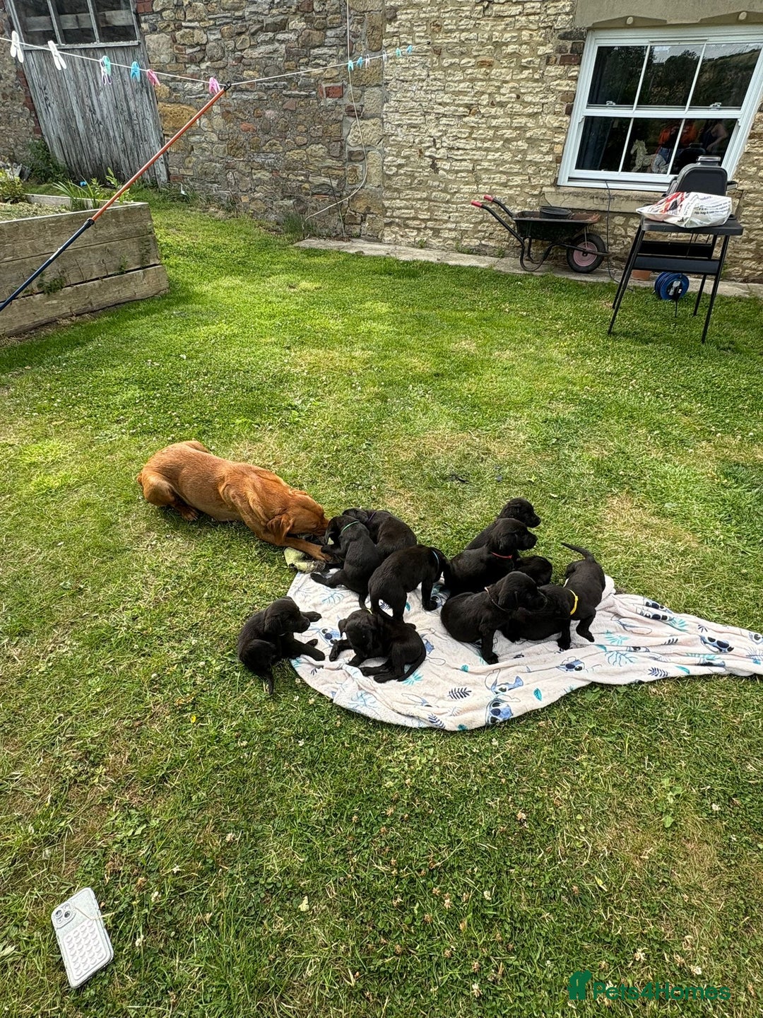 Labrador Retriever dogs for sale: KC Registered Black Labrador Pups 🐾 - Image 19