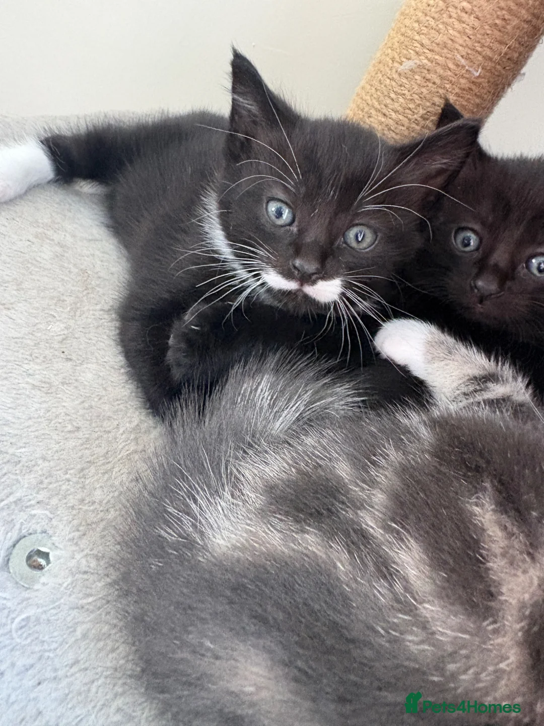 Mixed Breed cats for sale: Kittens for sale  - Advert 2