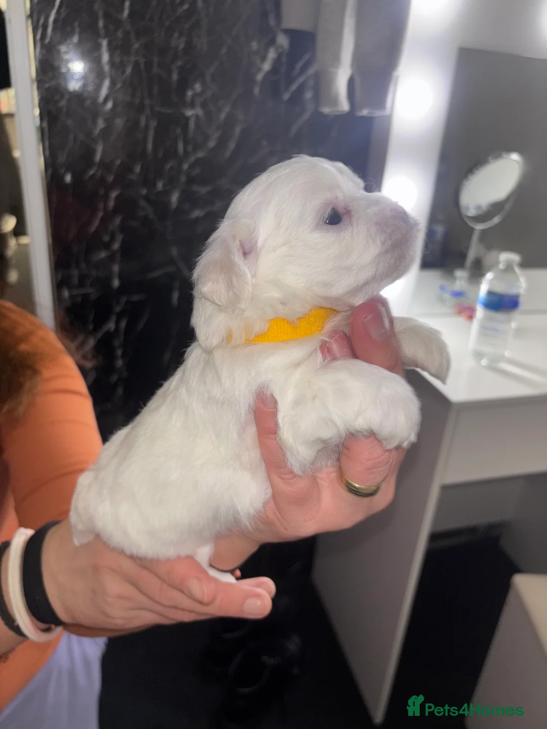 Maltese dogs for sale: Maltese Puppy - Advert 8