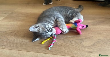 British Shorthair cats - Advert 14