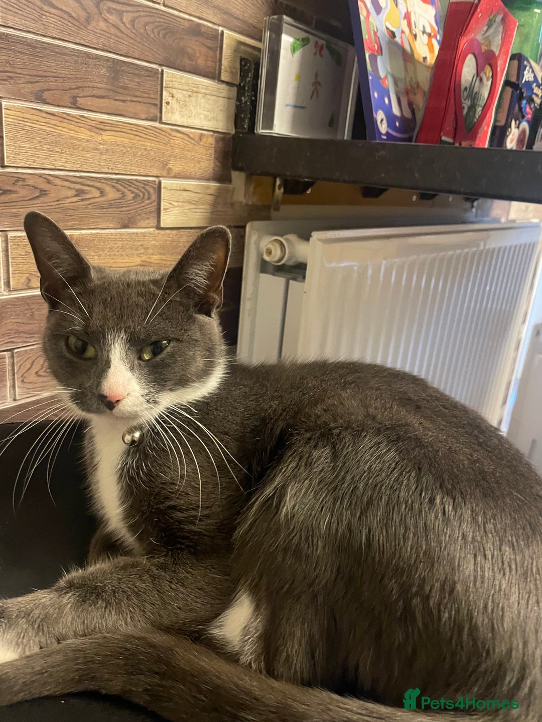 Domestic Shorthair cats for sale: 2 adorable girl kittens for sale  - Advert 2