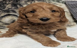 Cockapoo dogs for sale: Beautiful F1 Cockapoo puppies DNA clear  - Image 13
