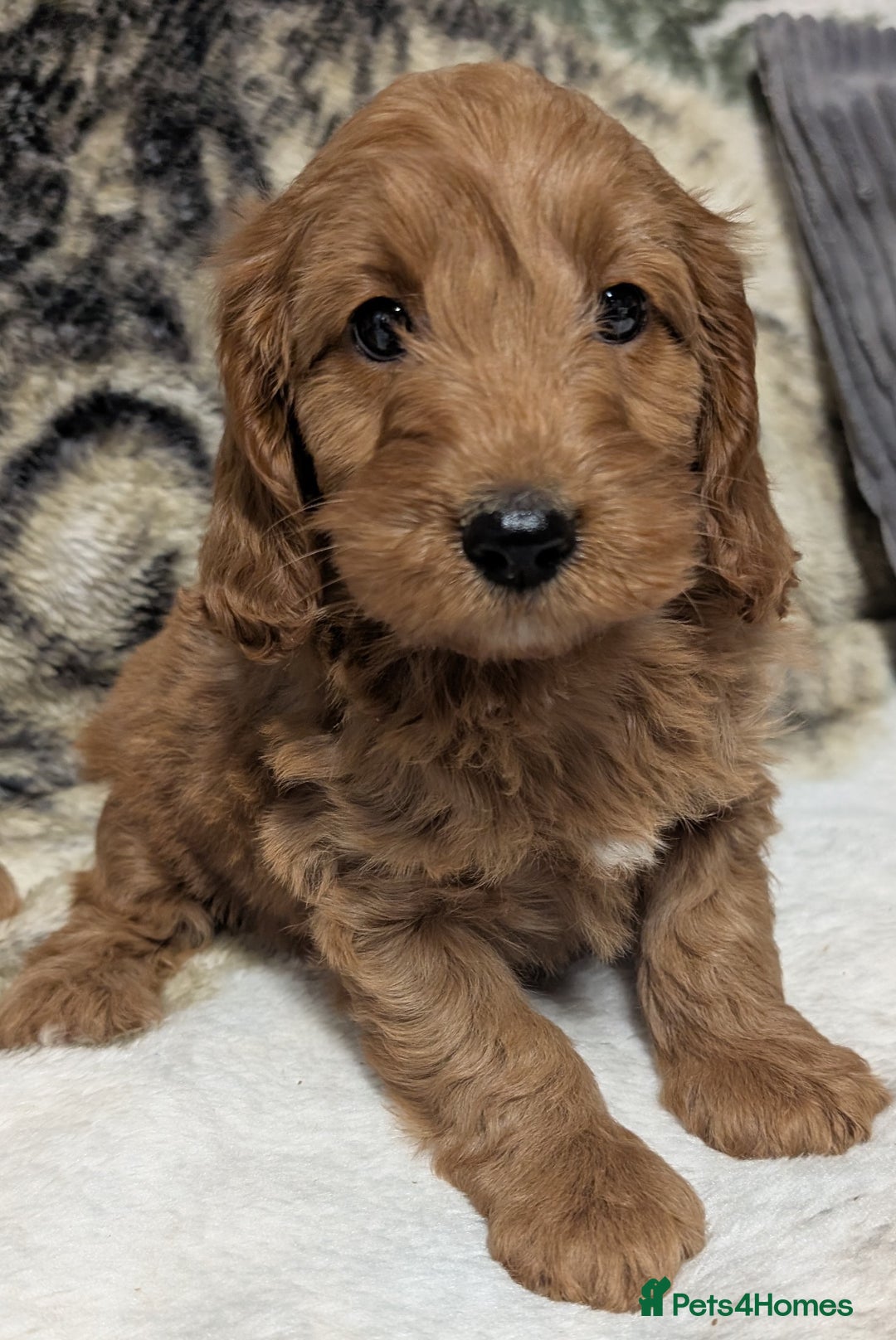 Cockapoo dogs for sale: Beautiful F1 Cockapoo puppies DNA clear  - Image 13