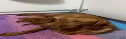 Hungarian Vizsla dogs for sale: Beautiful female vizsla kc registered  - Advert 2