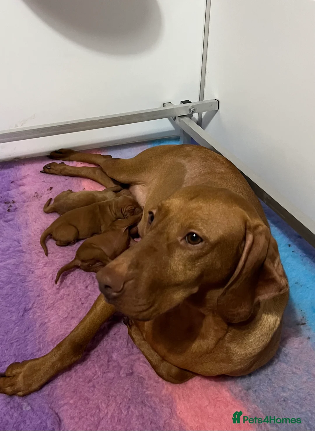 Hungarian Vizsla dogs for sale: Beautiful female vizsla kc registered  - Advert 2