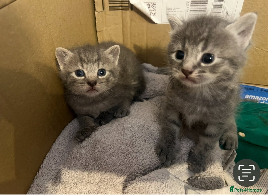 Mixed Breed cats for sale: Grey kittens - Image 4