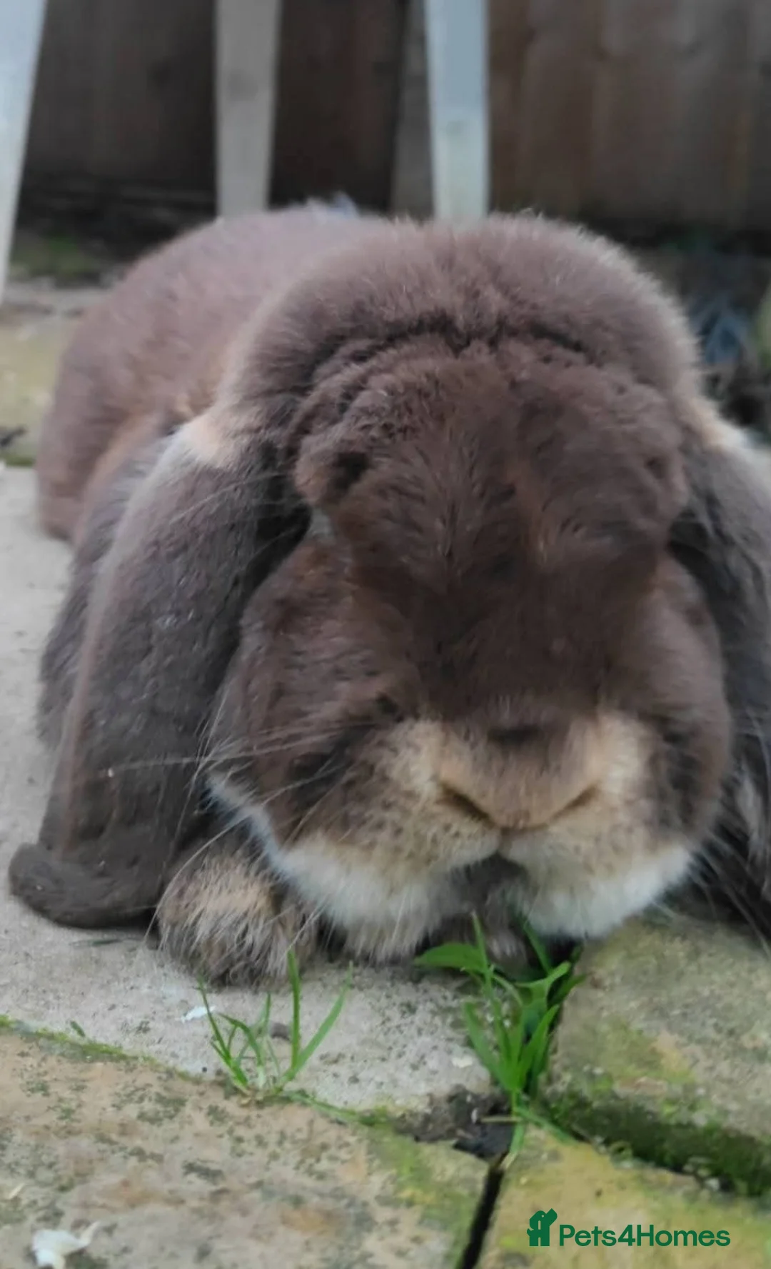 French Lop rabbits for sale: French lops - Advert 4