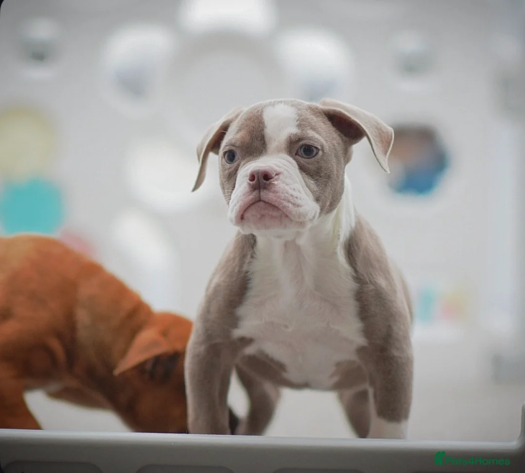 Old Tyme Bulldog dogs for sale: 5⭐️RATED COUNCIL APPROVED💥LICENSED 23 YEAR EXPERT - Advert 6