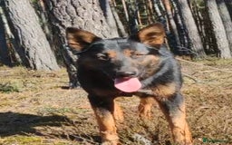 German Shepherd dogs for adoption: Claudia’s Story: The Dog Who Chose to Live - Image 4