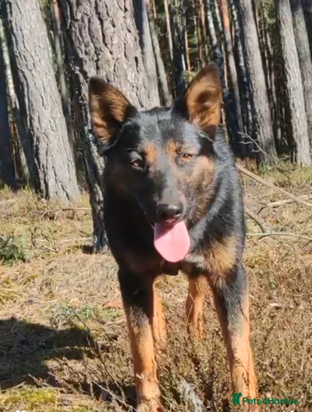 German Shepherd dogs for adoption: Claudia’s Story: The Dog Who Chose to Live - Image 4