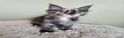 Maine Coon cats for sale: Stunning pedigree Maine Coon kittens  - Advert 2
